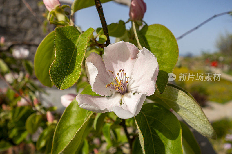 春暖花开的木瓜