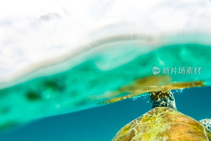 加勒比海水下的野生绿海龟