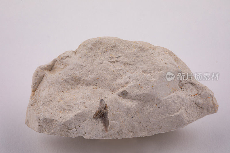 来自英国白垩纪白垩中的鲨鱼牙齿化石