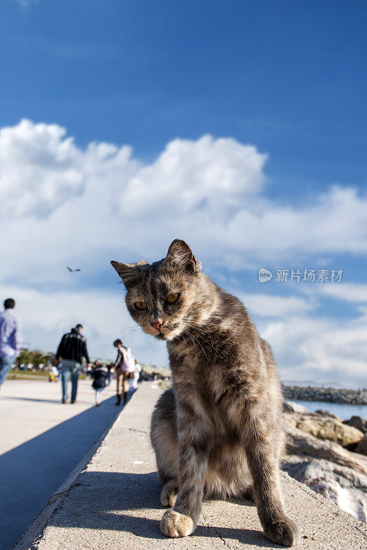 好奇的流浪猫在人行道上