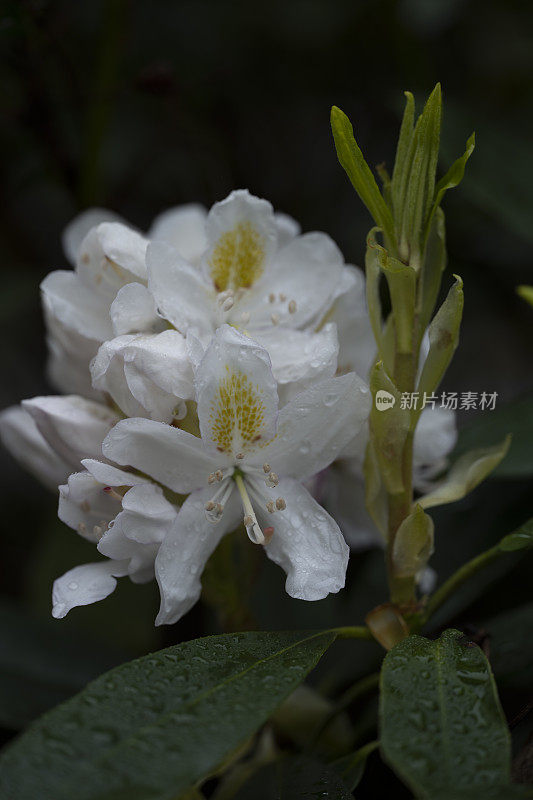 春末夏初雨后开花的彩色杜鹃花