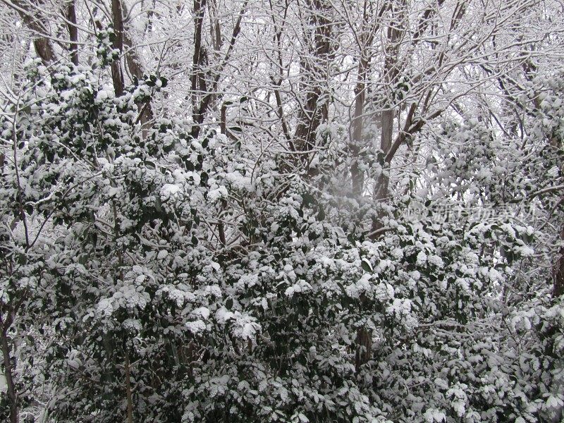 日本。1月。日本森林在下雪。