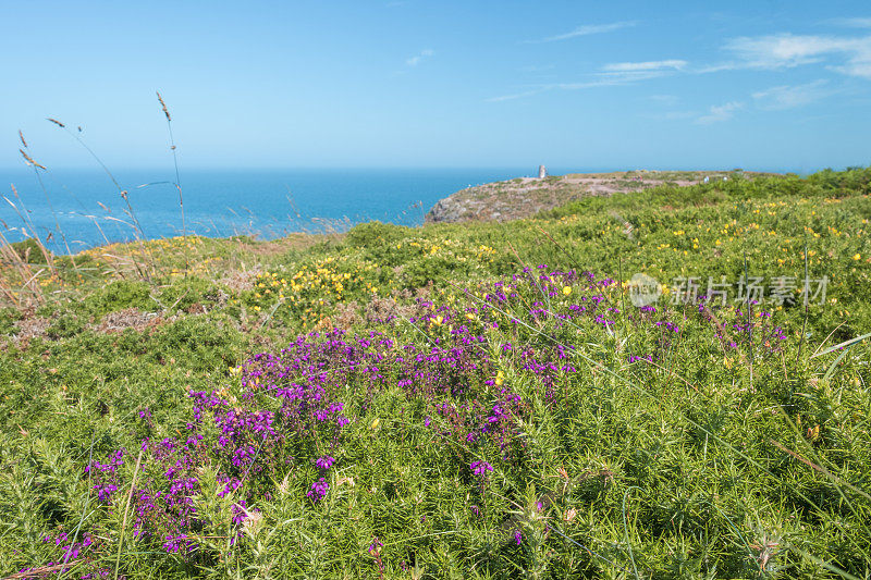 有黄色的金雀花和紫罗兰色的石南花和灯塔的帽子Frehel悬崖。法国布列塔尼