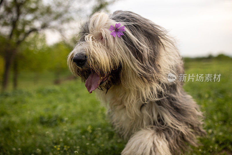 Cite短尾犬，毛上有花