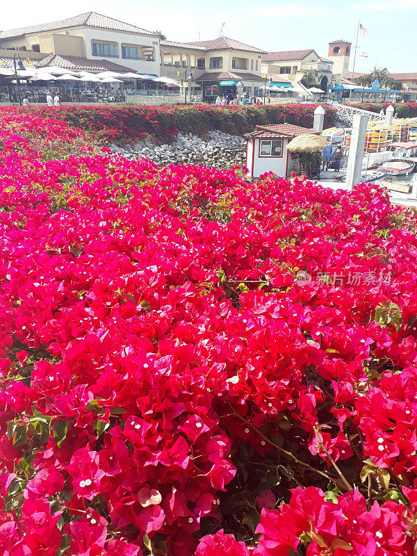 文图拉港的鲜艳洋红色三角梅