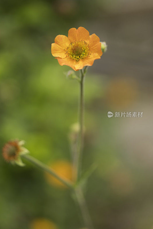 娇嫩的橙琴花