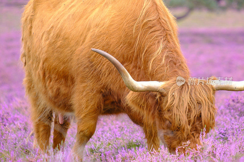 夏天，苏格兰高地的牛群在盛开的石南花田里