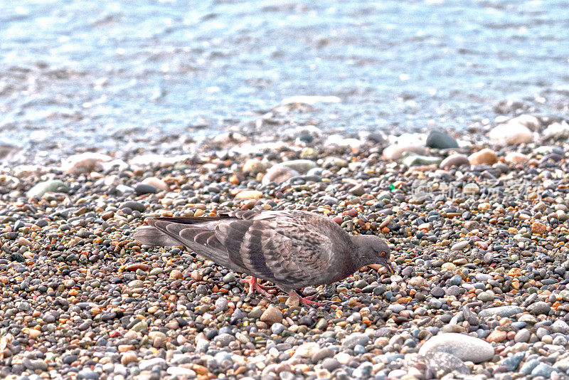 阳光明媚的日子里，一只灰色的鸽子在黑海附近的小鹅卵石上散步