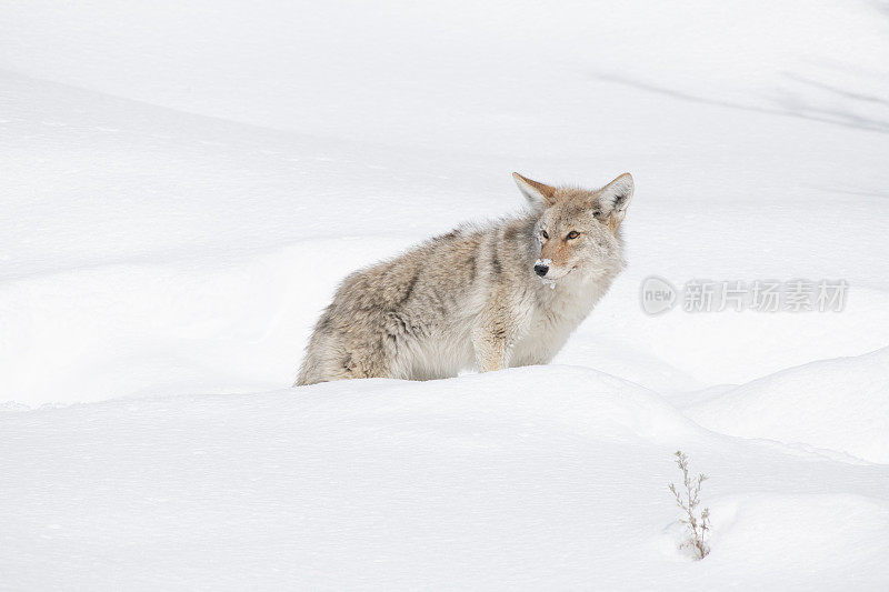 深雪中的土狼时刻警惕着主要猎物的踪迹;田鼠和老鼠——在美国怀俄明州西北部的黄石国家公园