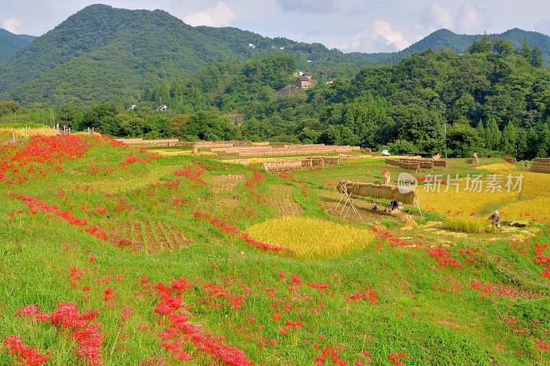 秋日的寺坂梯田，位于琦玉县秩父县