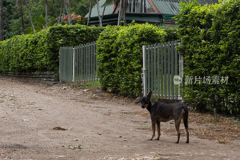 热带天气下，一只流浪狗在一所乡村房子的入口处盯着摄像机。