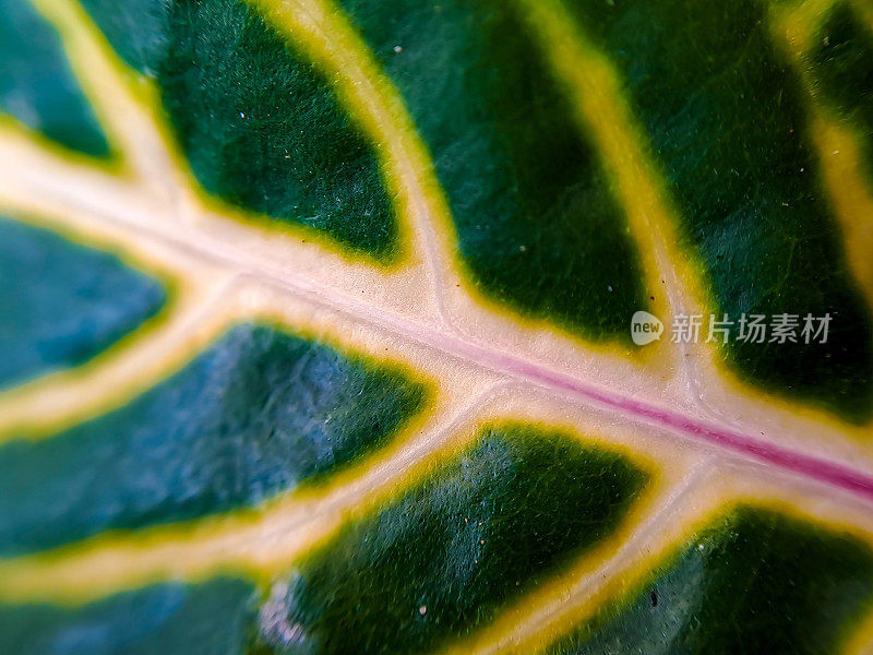 黄绿色魔芋百合的叶子细节显示出黄花的脉络