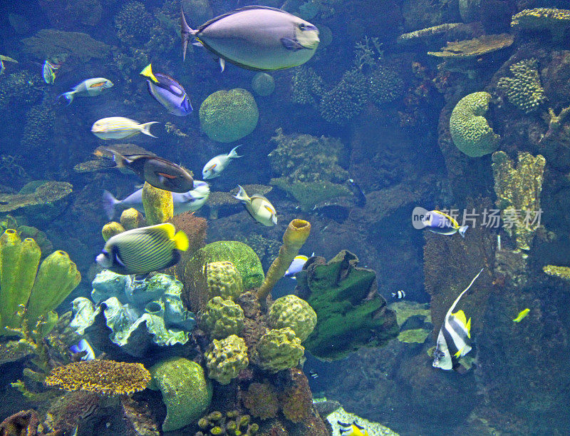 大型盐水水族馆