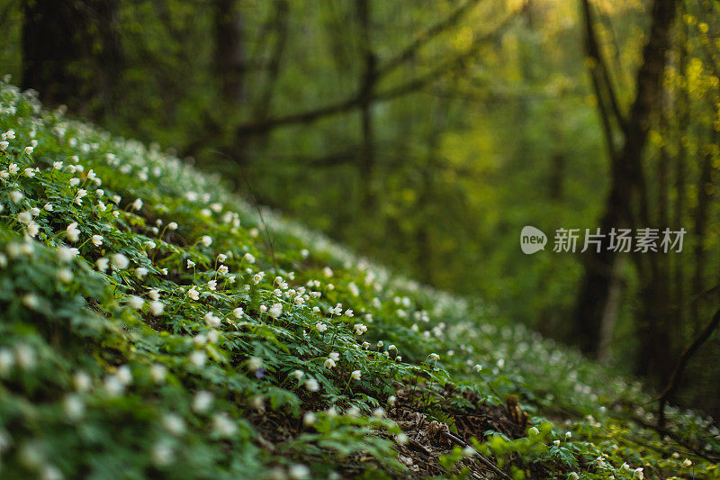 精灵森林。春天的花朵