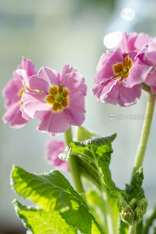 给蜜蜂的花