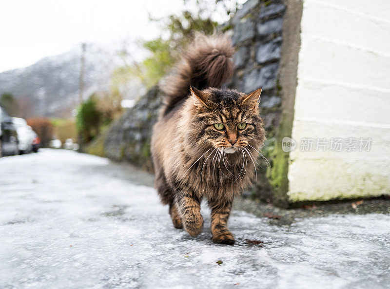 冬天来自北欧的巨大的毛茸茸的猫