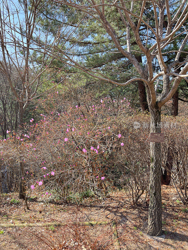 杜鹃花盛开