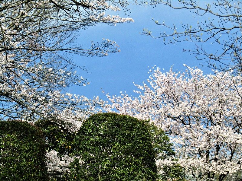 日本。4月。城里的樱花盛开。