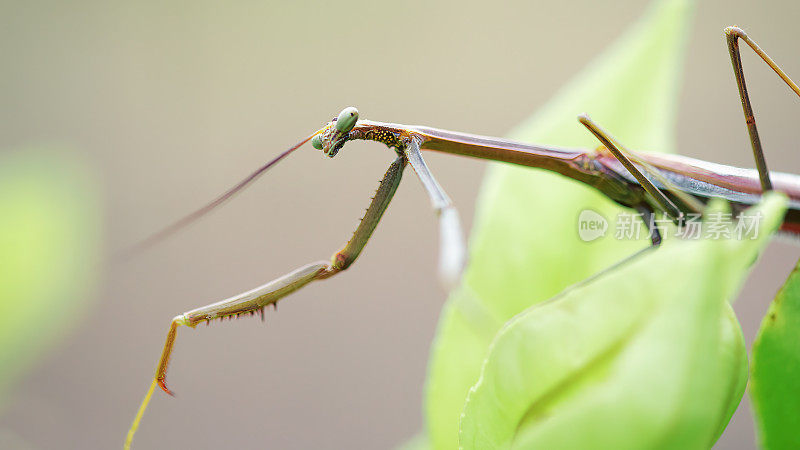 竹节虫(phasmatoia)