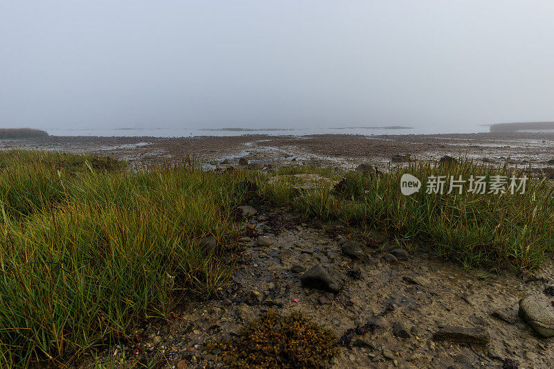 法国布列塔尼，西隆·德·塔尔伯特自然保护区，潮湿的沼泽海岸线上有雾，在一个朦胧神秘的秋天早晨，芦苇草