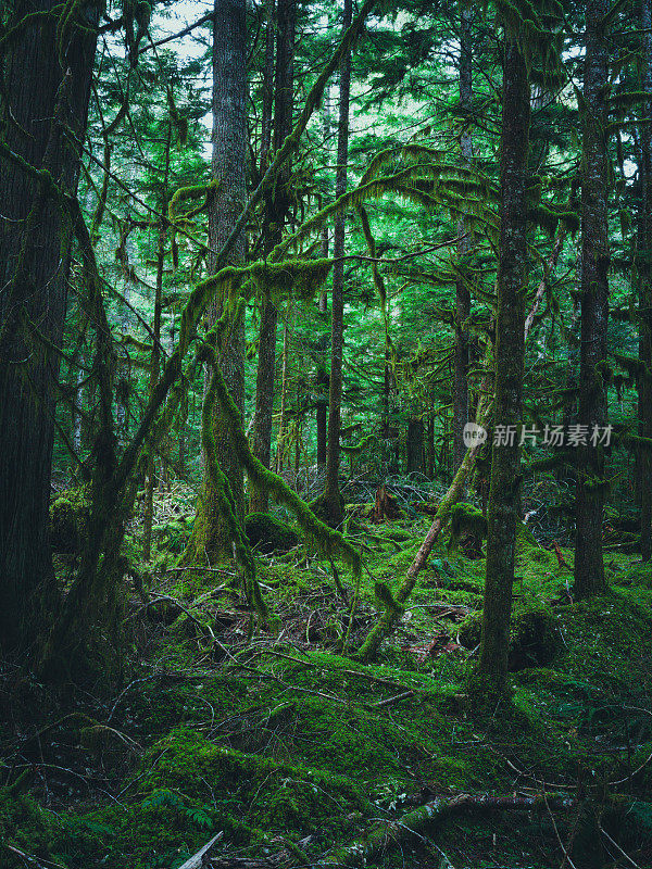 可可雨林，奥林匹克国家公园