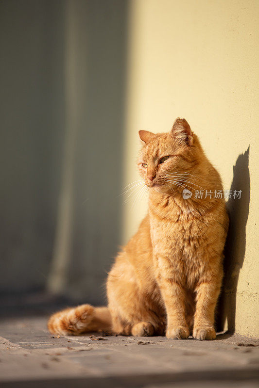 顽皮的姜黄色流浪猫。