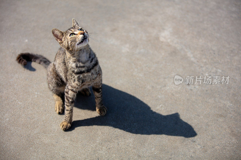 流浪的虎斑猫正在抬头。