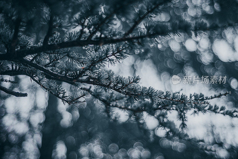 云杉针在冬天的雨天