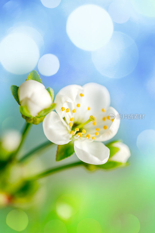 樱花特写与散景光