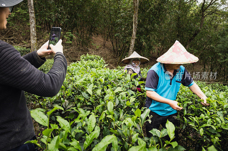 有自己茶园的家庭