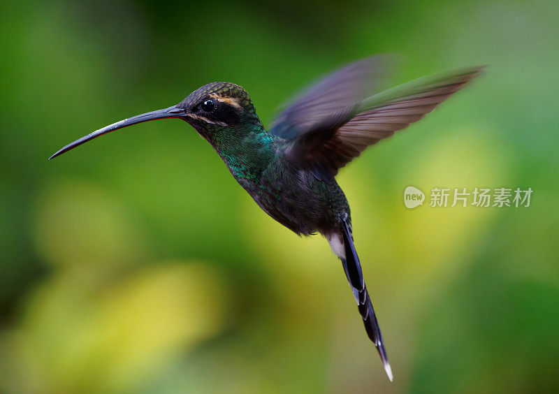 白须隐士蜂鸟