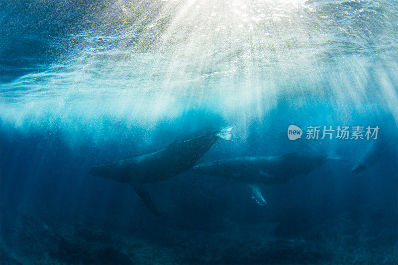 一头座头鲸在水下遭遇热跑，多头鲸靠近海面