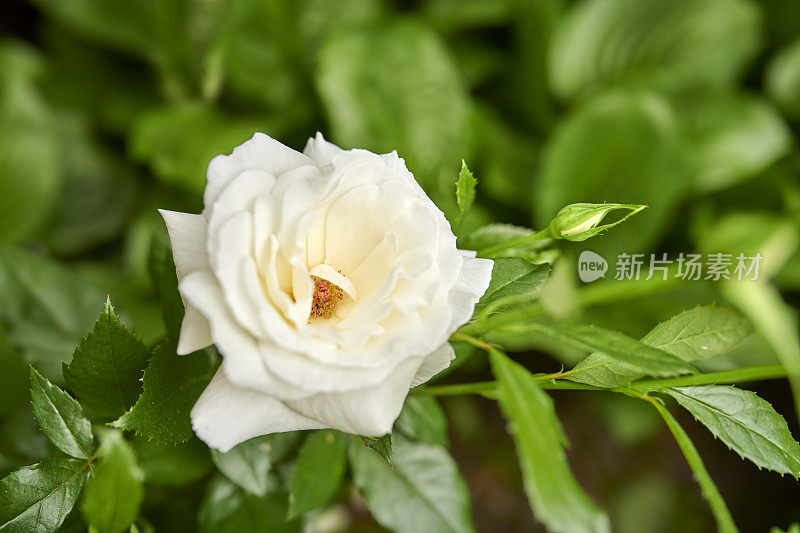 我花园里的美丽花朵