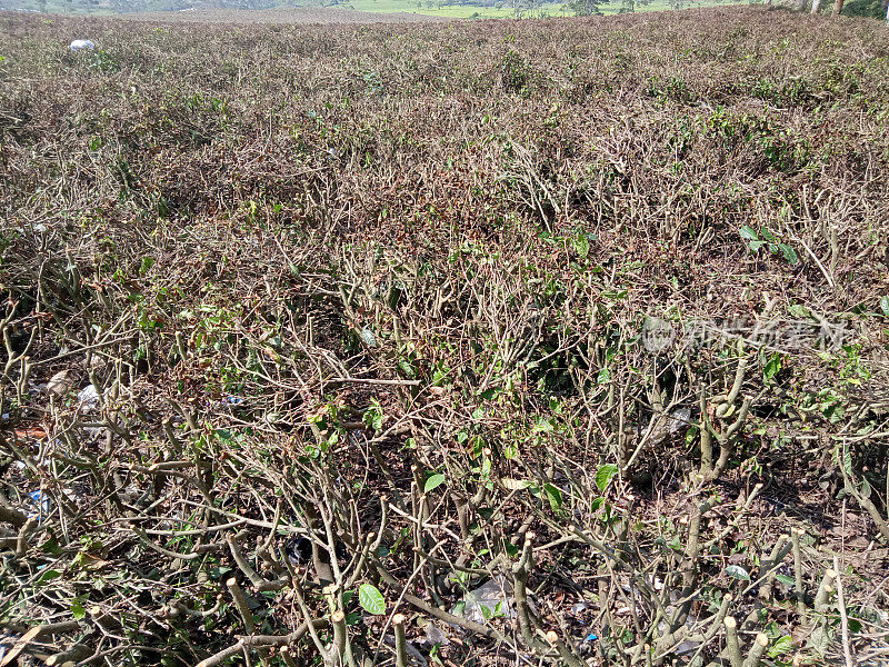 茶树被砍倒了