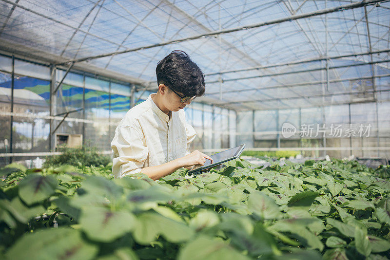 一位亚洲农民使用平板电脑检查和记录作物的生长情况，利用作物栽培技术中的技术。