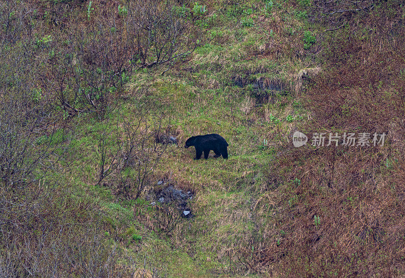 美国阿拉斯加州基奈峡湾国家公园美丽而引人注目的景色中的野生黑熊