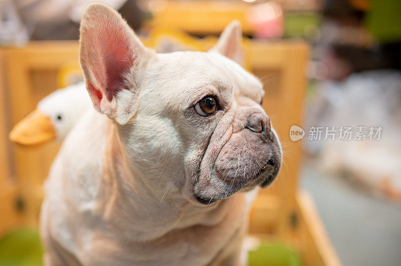 法国斗牛犬坐在婴儿车里的特写镜头