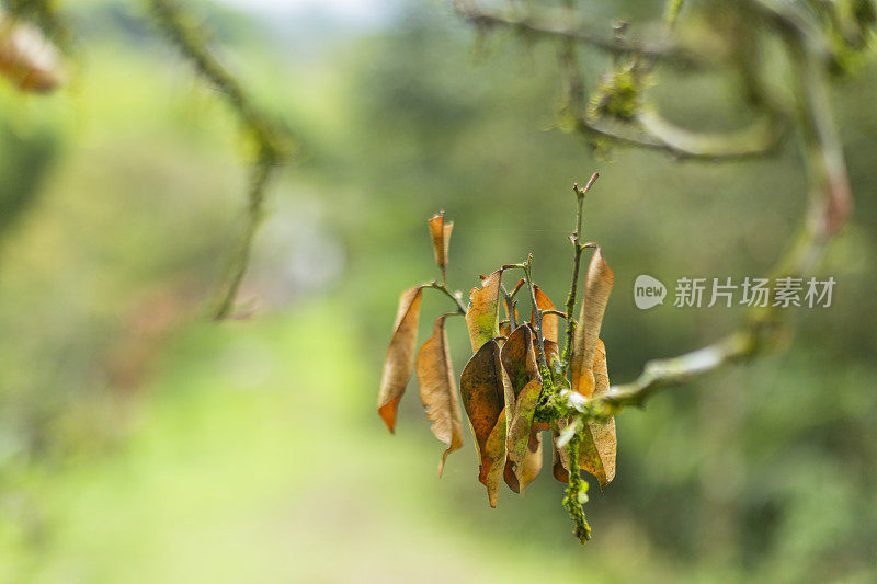 美丽的热带植被花园与棕榈叶，郁郁葱葱的绿叶在一个绿色的野生丛林，热带雨林背景概念为壁纸，美丽在大自然