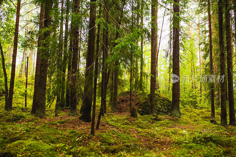 秋天的森林。生物多样性。小径