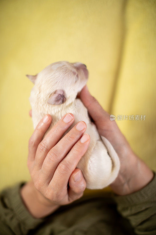 一名妇女抱着一只10天大的白色拉布拉多犬