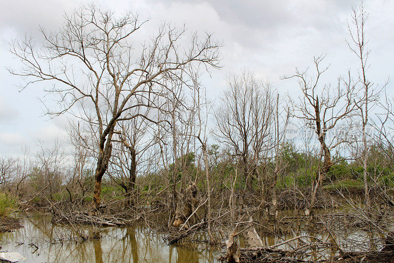 气候变化，盐度导致树木死亡，金茅省