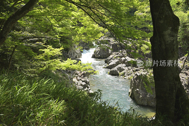 日本滋贺犬上河(2023年5月)