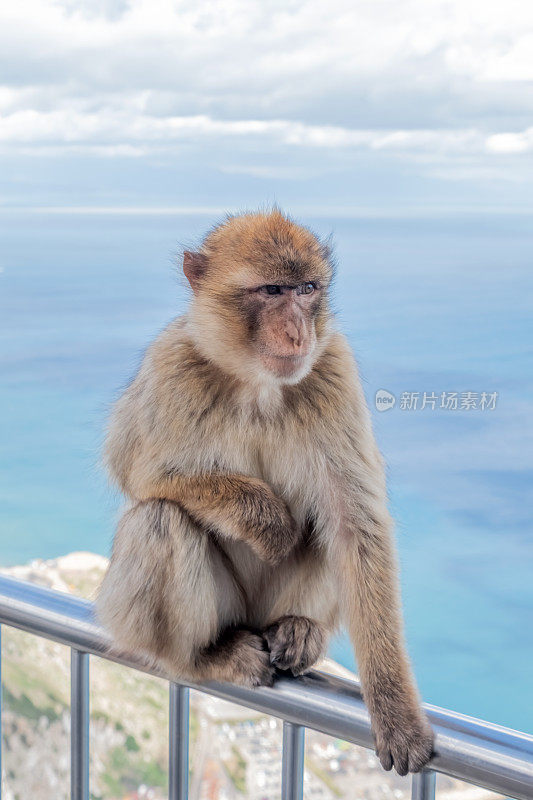 巴巴里猕猴坐在直布罗陀岩石上的金属栅栏上，背景是海景