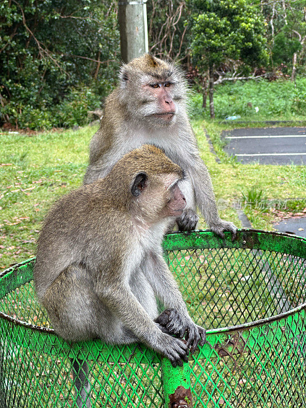 猴子坐在垃圾桶上