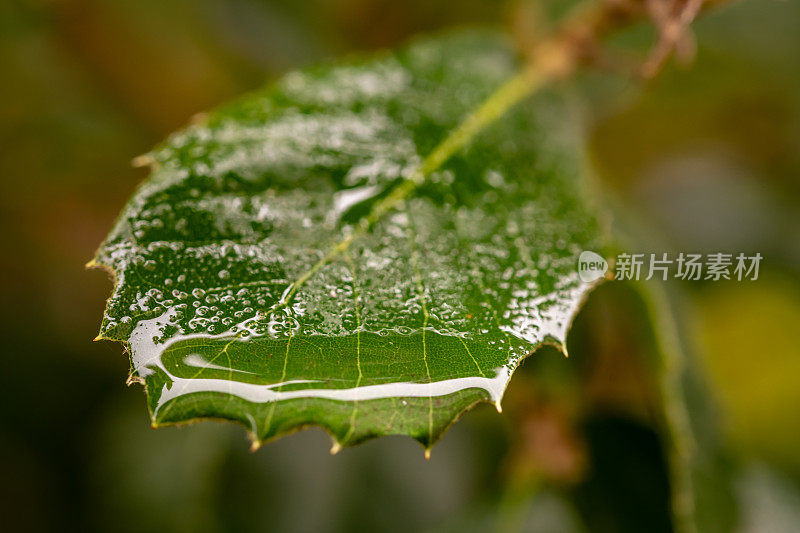 雨滴落在冬青叶上