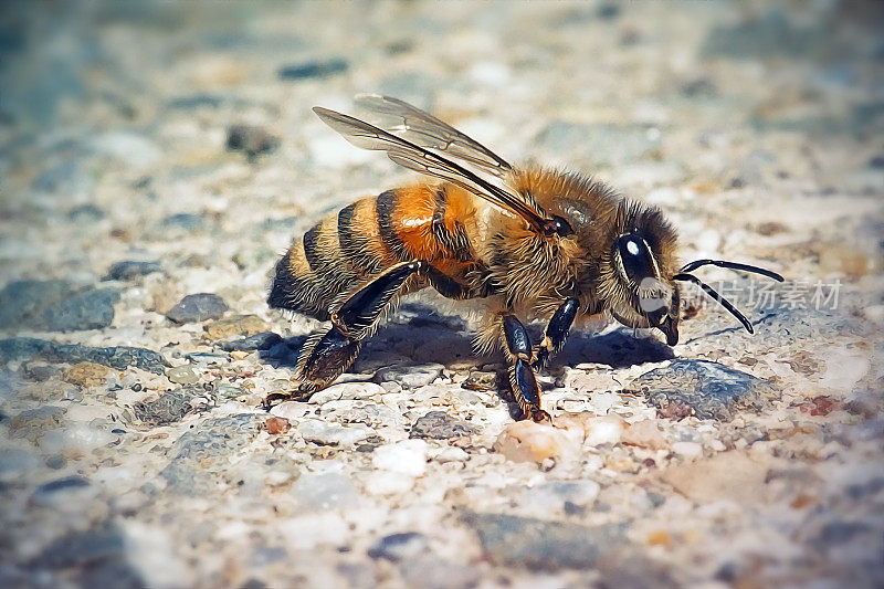 西方蜜蜂昆虫