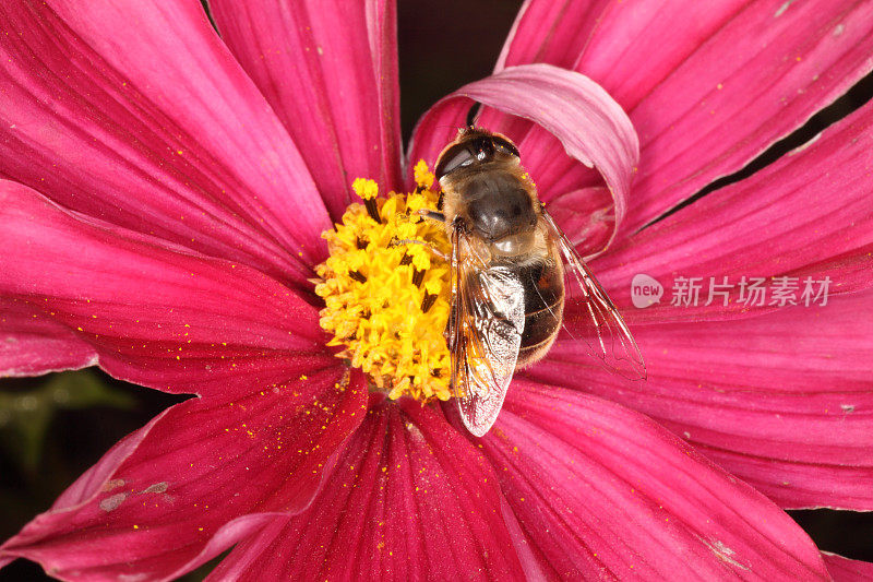 大黄蜂在大丽花上