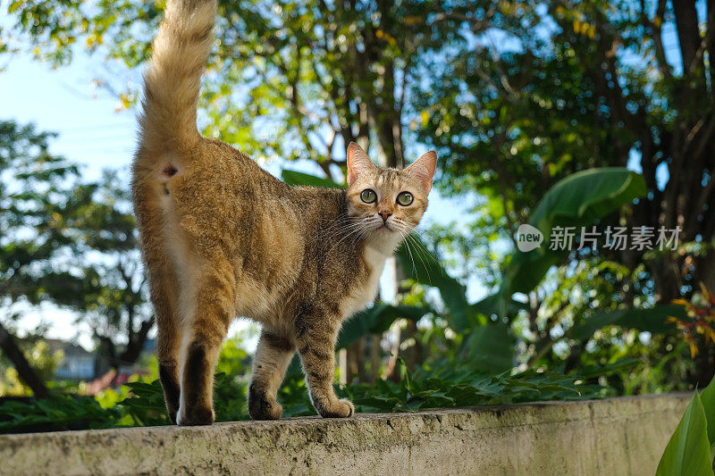 流浪猫(龙李)在建筑物墙壁上行走
