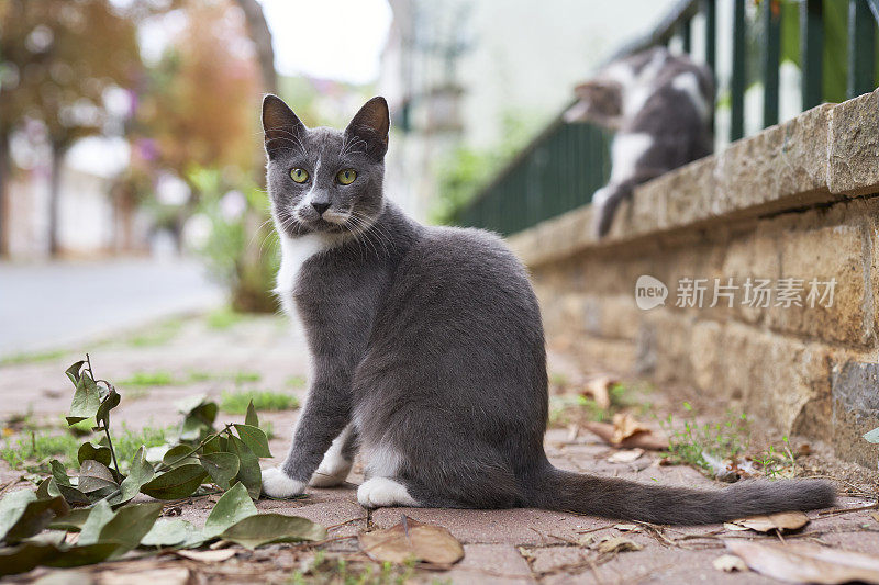 好奇的流浪猫在人行道上