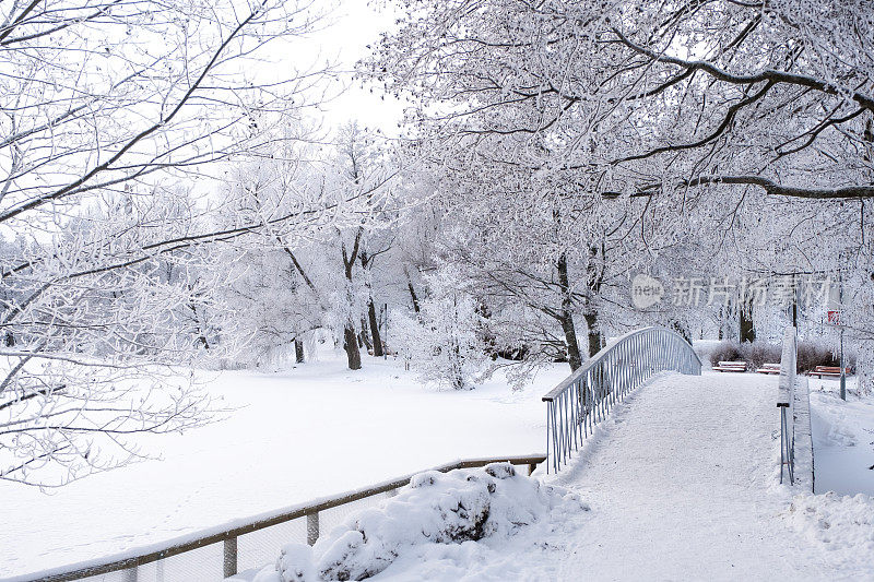 冬天的风景。在城市公园的湖面上，被冰雪覆盖的树枝和一座木制人行桥。拉赫蒂寒冷的冬日。